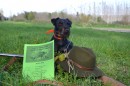 Open Jagd Terrier (European Trained and Worked)