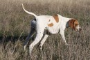 Open Superb English Pointer 