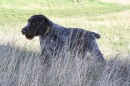 Open Superb Male GWP For Stalking