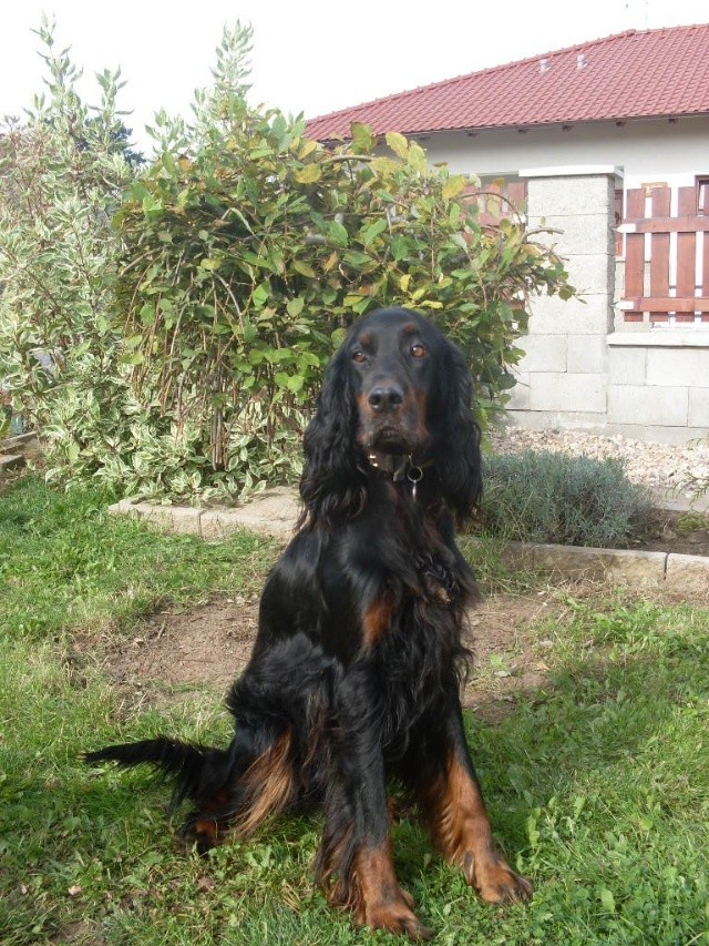 gordon setter puppy for sale