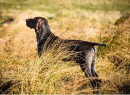 Open A Very Impressive GSP The Ultimate Deer Dog