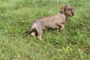 Open Superb fully trained 2yr old Teckle 